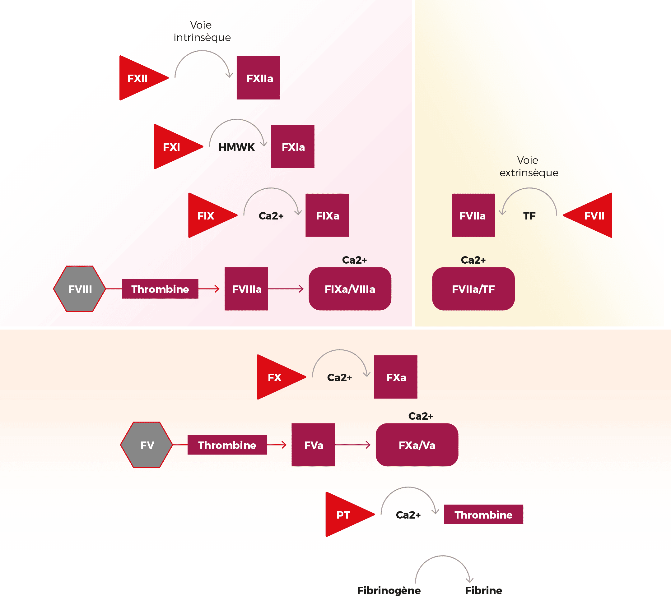 schéma processus de coagulation