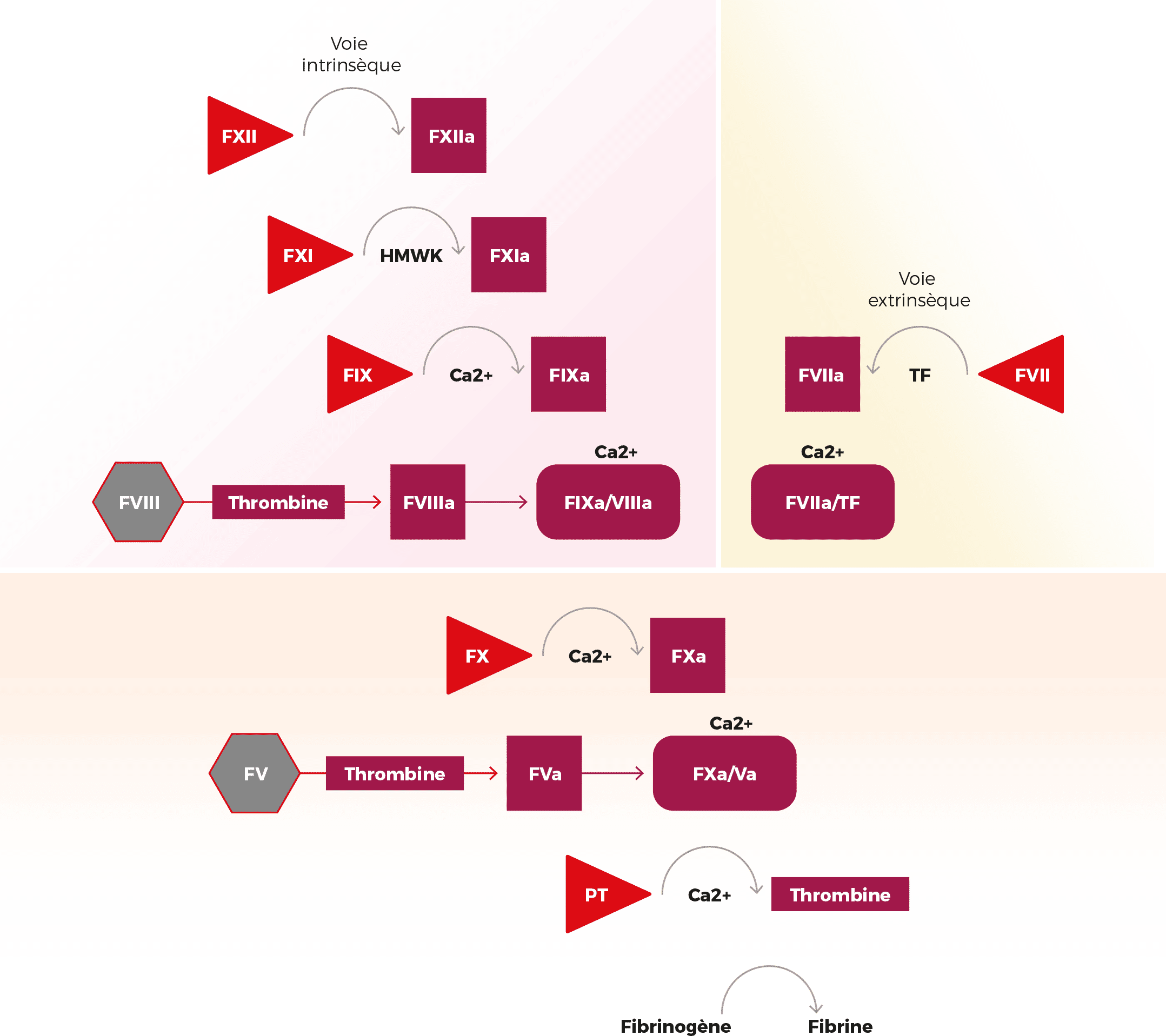 schéma processus de coagulation 