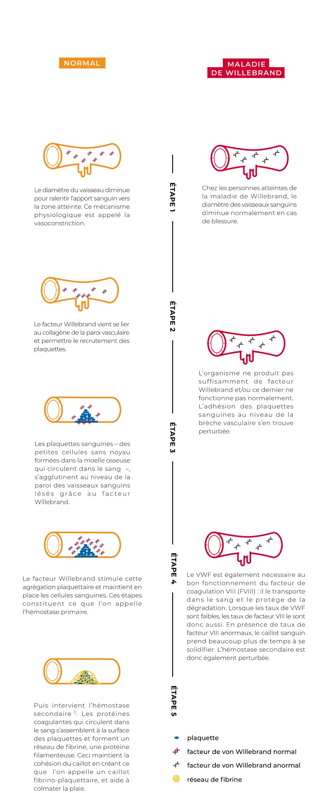 Schema Willebrand